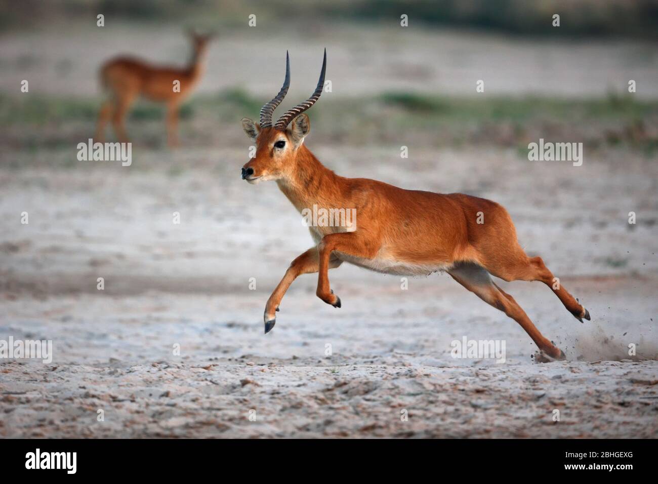 Puku (Kobus vardoni) Süd Luangwa Nationalpark Sambia Stockfoto