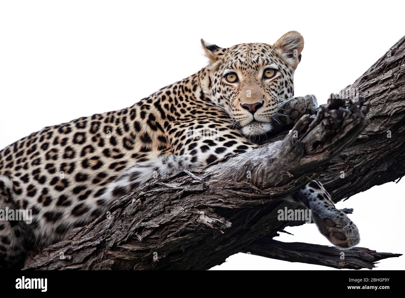 Ein schöner Leopard, der in einem Baum auf einem größeren Ast ruht. In perfektem, weichem Nachmittagslicht, Moremi GR - Botswana. Stockfoto