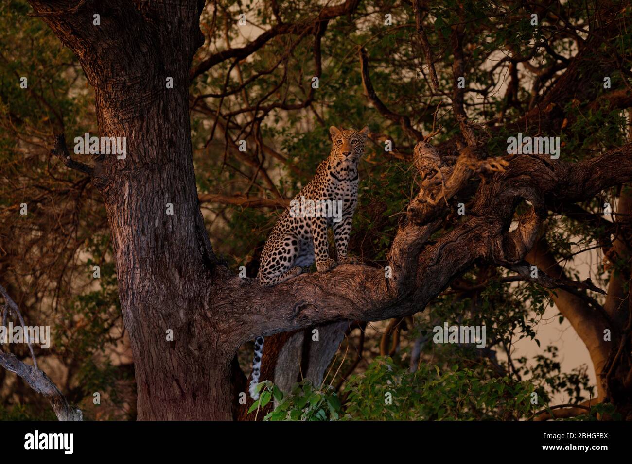 Ein schöner Leopard, der in einem Baum auf einem größeren Ast ruht. In perfektem Abendlicht, Moremi GR - Botswana. Direkt vor einem Gewitter Stockfoto