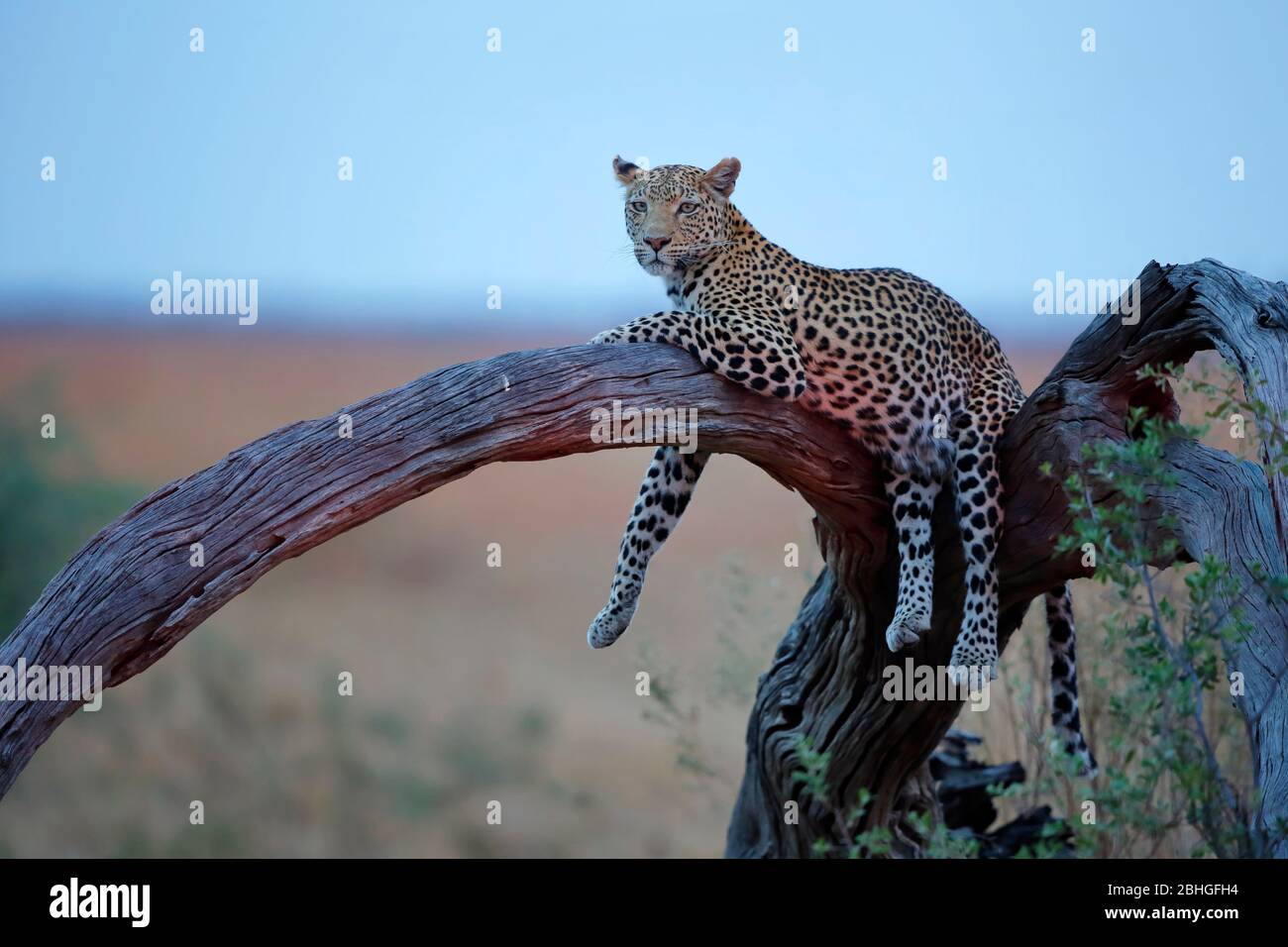 Ein schöner Leopard, der auf einem größeren Ast in perfekter Pose ruht, Chobe Nationalpark - Botswana. Stockfoto