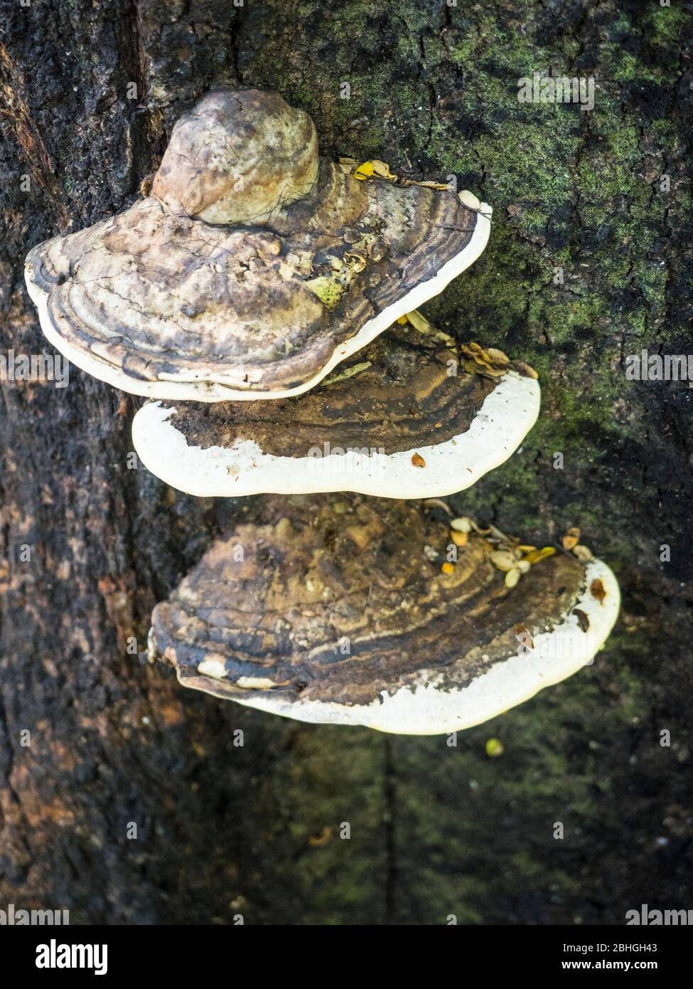 Fomes sp. Bracket Pilze auf einer lebenden Buche im Abel Tasman National Park, South Island, Neuseeland Stockfoto