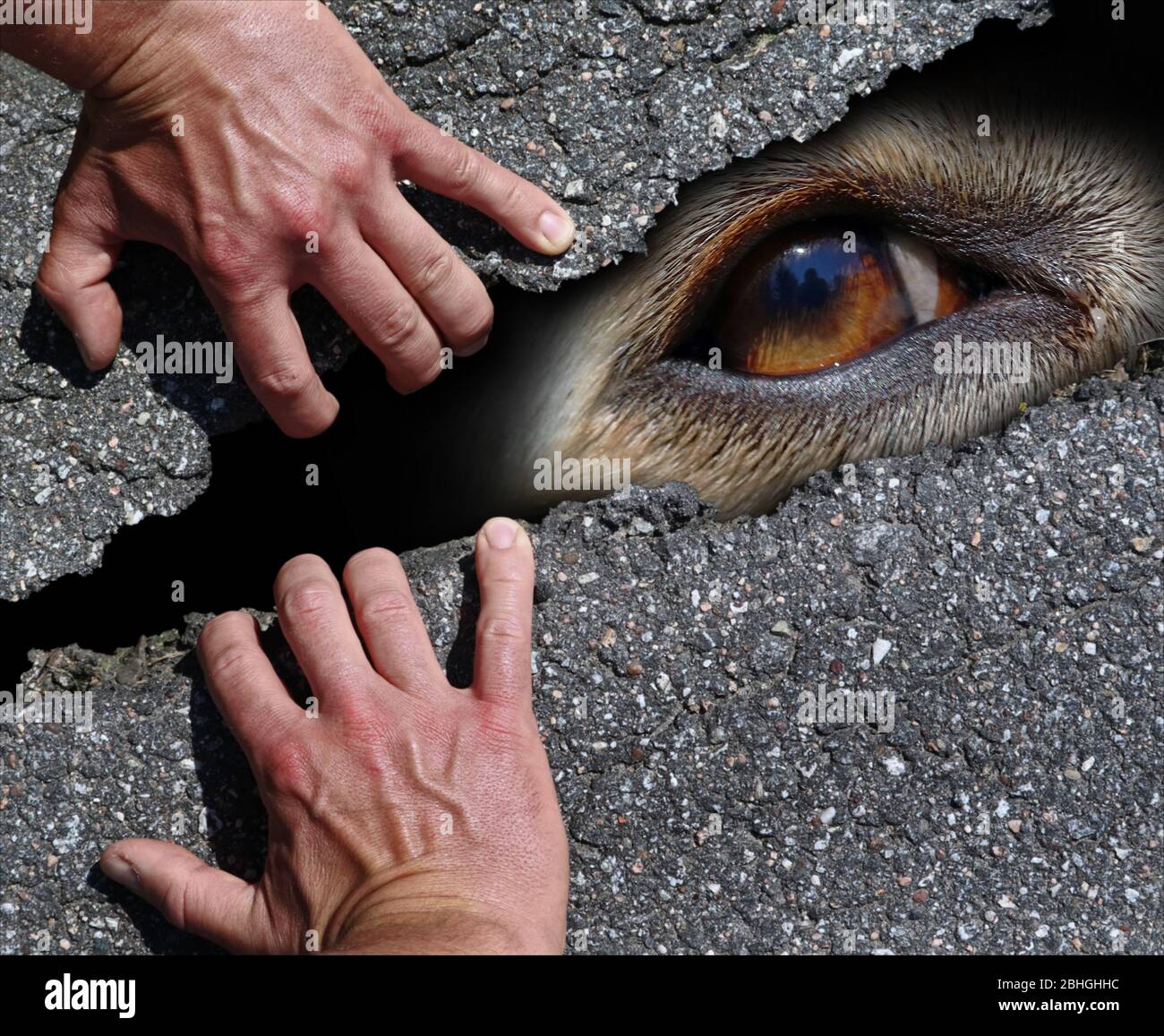 Auge eines weißen Hundes hinter einer Straßenoberfläche mit männlichen Händen, die ihn retten, Konzept der obdachlosen streunenden Hunde durch Menschen gerettet Stockfoto