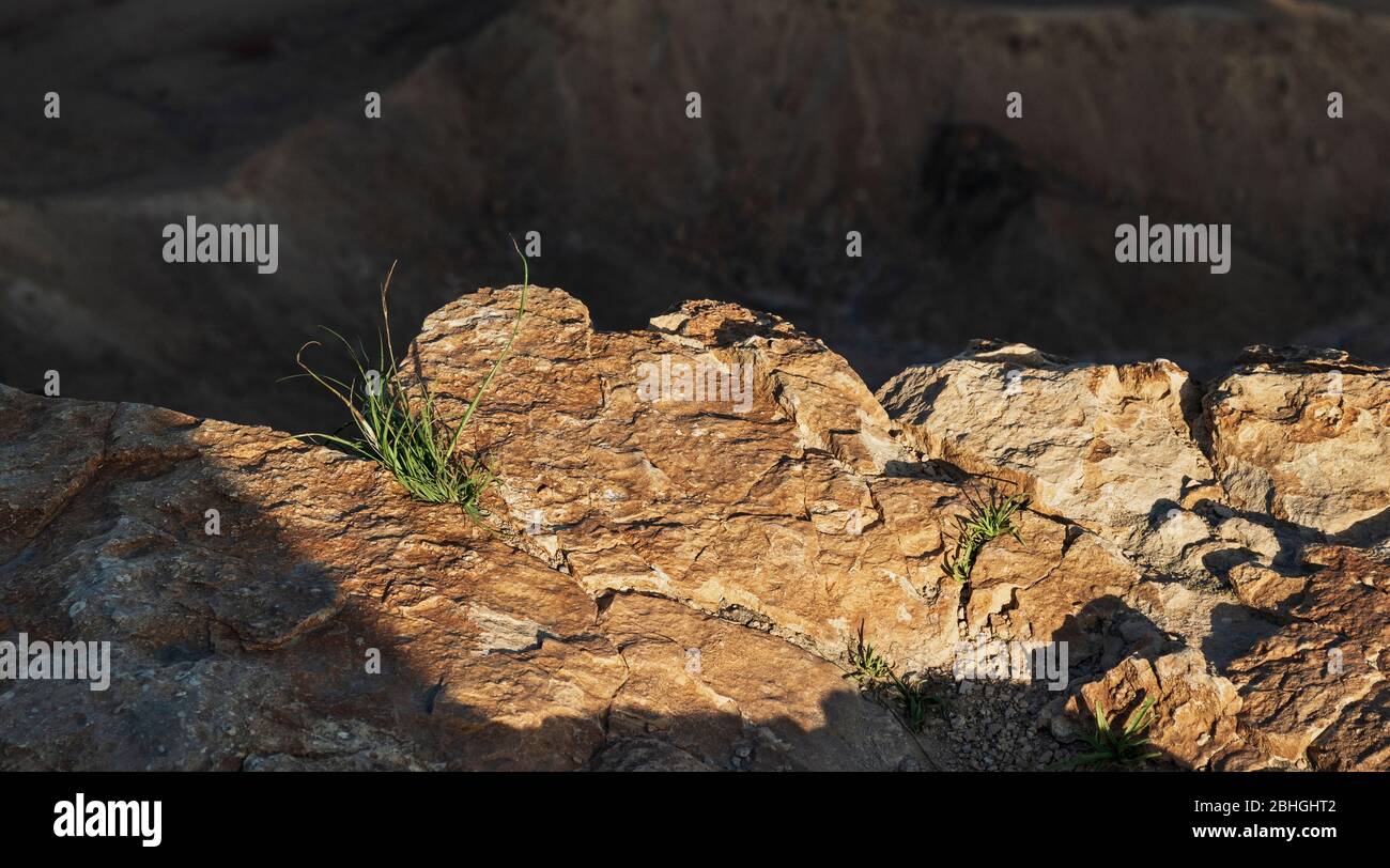 Grüne grasähnliche Pflanze, die in einem Felsblock aus rosa Kalkstein am Rande des kraters maktesh ramon in israel wächst Stockfoto