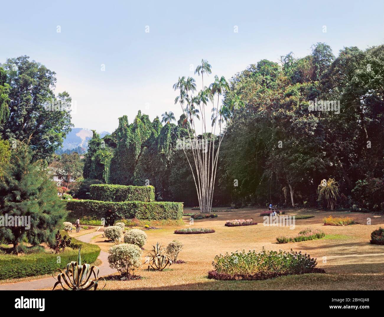 Royal Botanical Gardens of Peradeniya, Sri Lanka Stockfoto