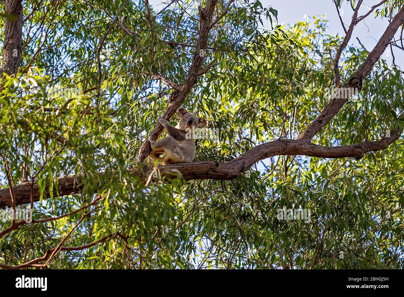 Ein australischer Koala, der auf einem Ast eines Baumes in seiner heimischen Umgebung, dem Eukalyptuswald, sitzt Stockfoto