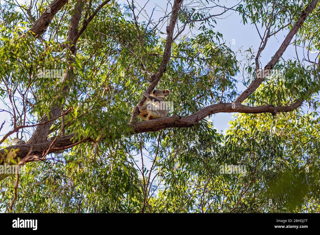 Ein australischer Koala, der auf einem Ast eines Baumes in seiner heimischen Umgebung, dem Eukalyptuswald, sitzt Stockfoto