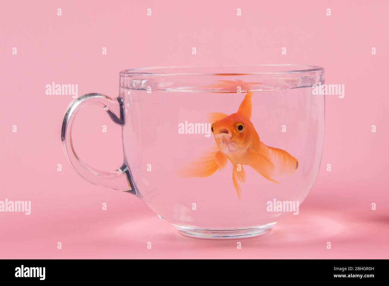 Goldfisch in einer Schüssel Tasse auf rosa Hintergrund. Stockfoto