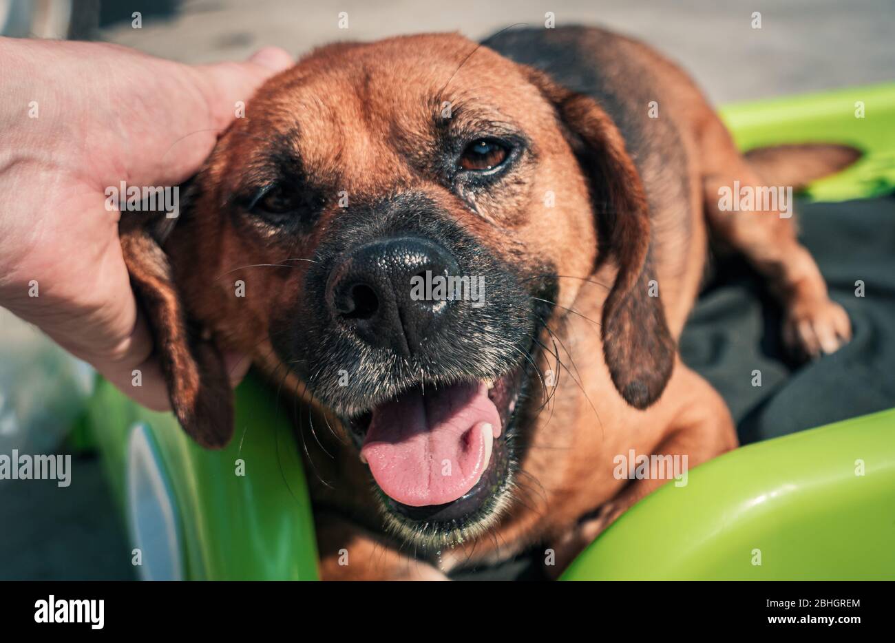 Nahaufnahme des männlichen, mit der Hand verstreichenden streunenden Hundes im Tierheim. Menschen, Tiere, Volunteering Und Helfende Konzepte. Stockfoto
