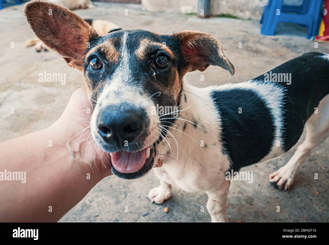 Nahaufnahme des männlichen, mit der Hand verstreichenden streunenden Hundes im Tierheim. Menschen, Tiere, Volunteering Und Helfende Konzepte. Stockfoto