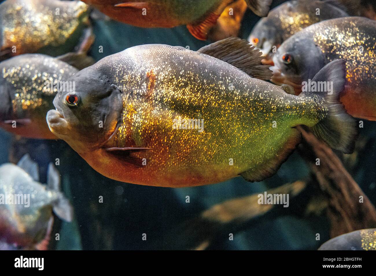 Herde von Rotbauchfischen Piranha - lateinisch Pygocentrus nattereri - auch als Rotbauchfische bekannt, nativ bewohnend tropischen Flüssen Südamerikas in an Stockfoto