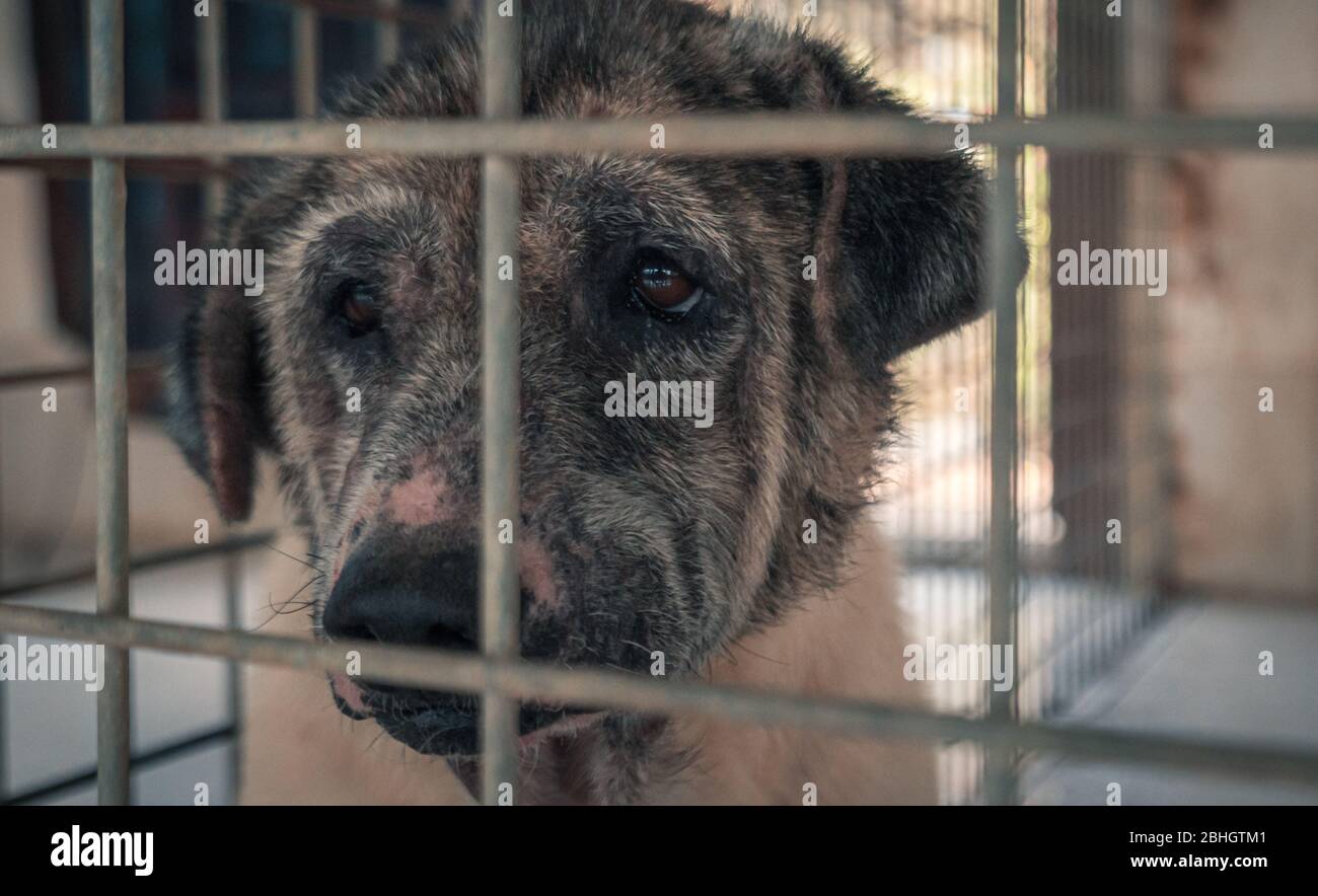 Trauriger Hund im Schutzraum, der auf die Rettung wartet und in eine neue  Wohnung gebracht wird. Tierschutzkonzept Stockfotografie - Alamy