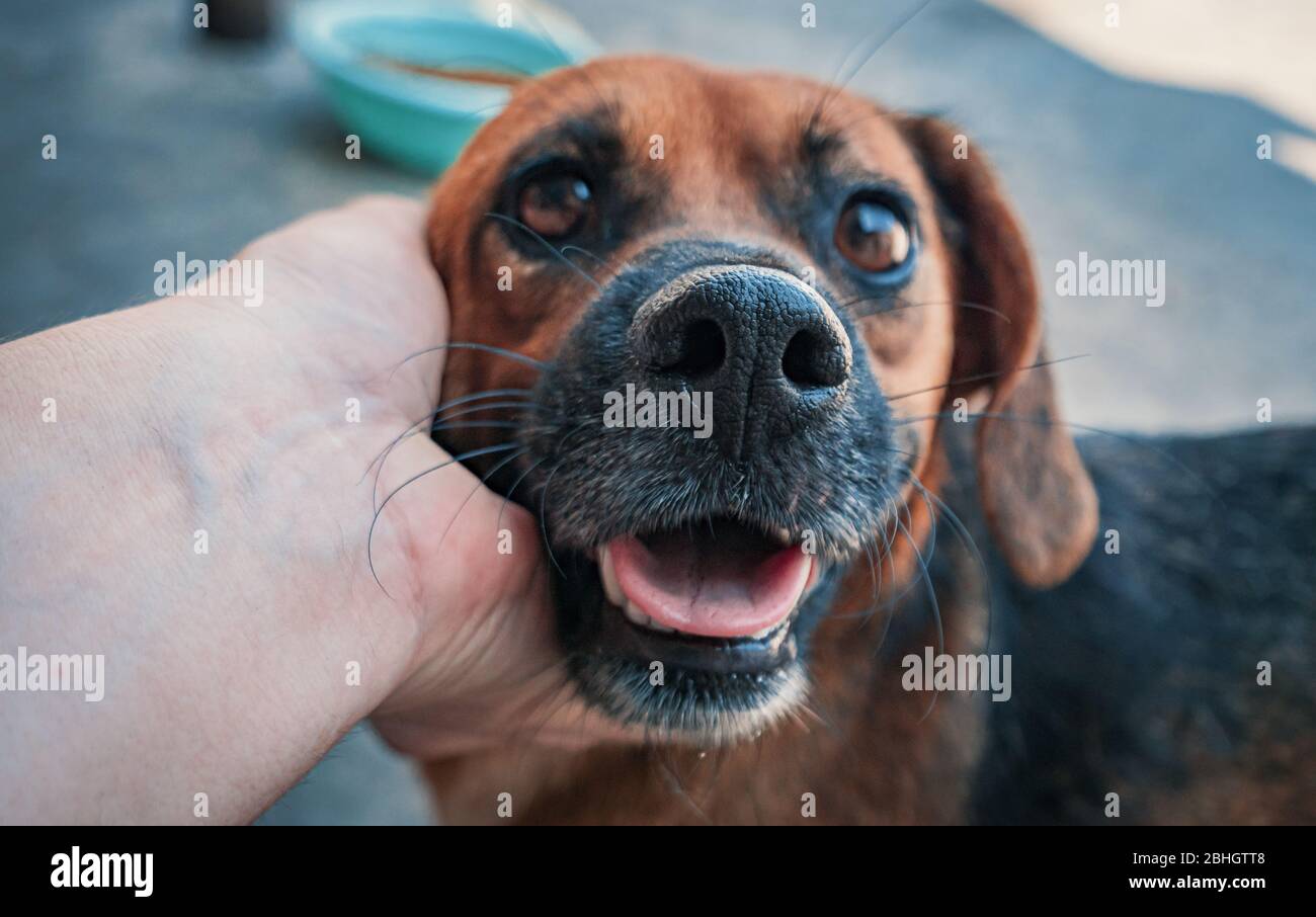 Nahaufnahme von männlichen Handbettenden versteinerten streunenden Hundes in Tierheim. Menschen, Tiere, Volunteering Und Helfende Konzepte. Stockfoto