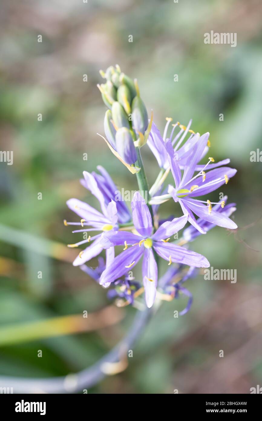 Nahaufnahme / Makroaufnahme einer blauen Camas-Blume (Camassia) in einem britischen Garten mit geringer Tiefenschärfe und verschwommenem Hintergrund / Bokeh Stockfoto