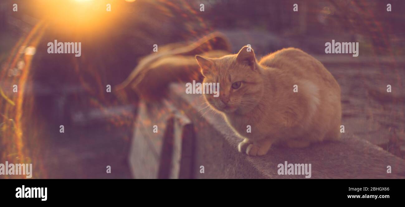 Lockere Ingwerkatze entspannt im sonnigen Garten mit Sonnenstrahlen. Entspannendes Haustier-Portrait Stockfoto