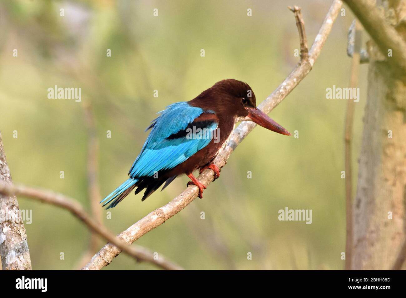 Ein Weißkehlenfischer (Halcyon smyrnensis), der in einer leicht bewaldeten Gegend in Westthailand frühstücken möchte Stockfoto