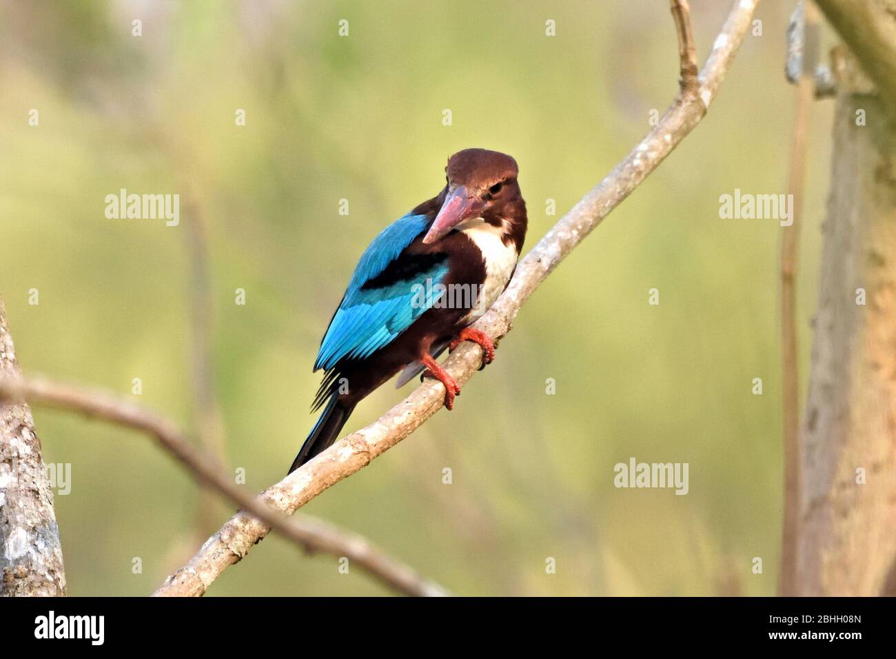 Ein Weißkehlenfischer (Halcyon smyrnensis), der in einer leicht bewaldeten Gegend in Westthailand frühstücken möchte Stockfoto