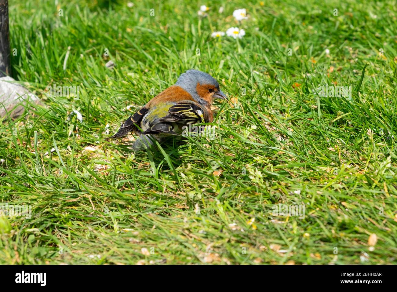 Buchfink (Fringilla coelebs) kleiner Vogel, der im Frühjahr auf dem Rasen im Garten in Carmarthenshire Dyfed Wales UK sitzt. KATHY DEWITT Stockfoto