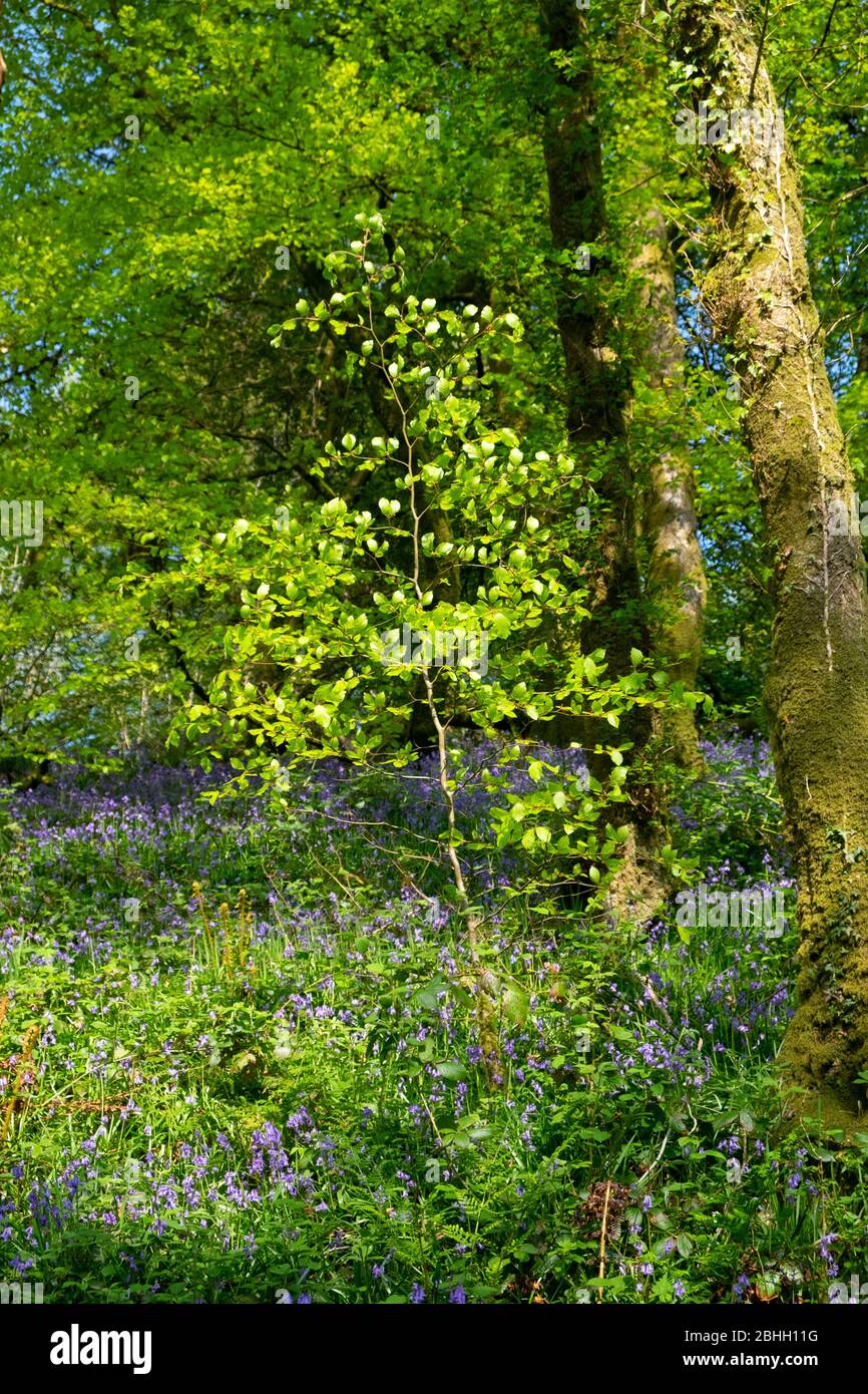 Buche, die selbst in einem bluebelligen Holz im Frühjahr gesät wird April Carmarthenshire Wales UK KATHY DEWITT Stockfoto