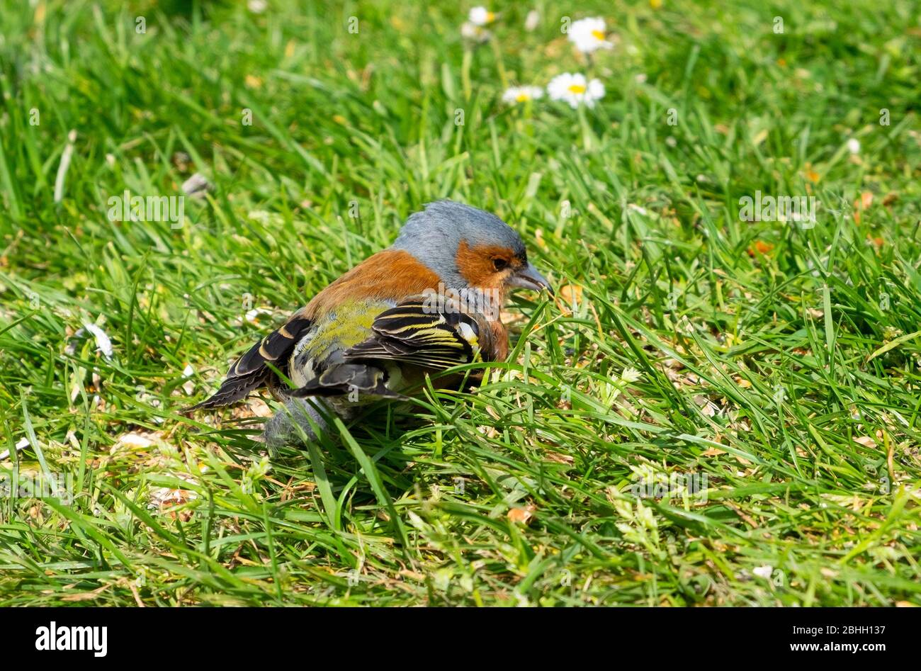 Kllose von einem männlichen Buchfink (Fringilla coelebs) kleinen Vogel auf Gras im Garten im Frühjahr in Carmarthenshire Dyfed Wales UK. KATHY DEWITT Stockfoto