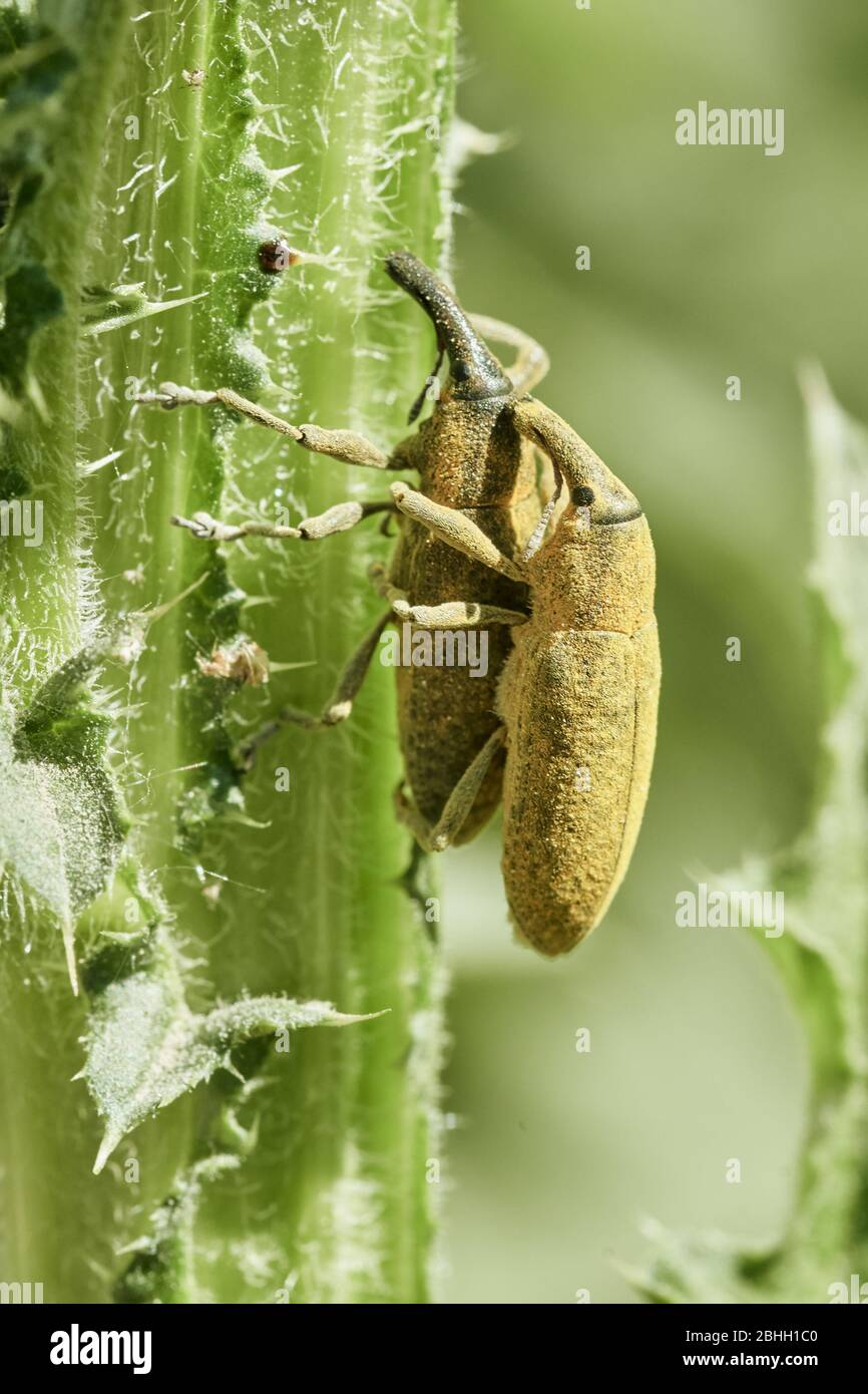 Makro-Nahaufnahme von zwei langen Schnauzenkäfer, die sich auf einem grünen Stamm paaren Stockfoto