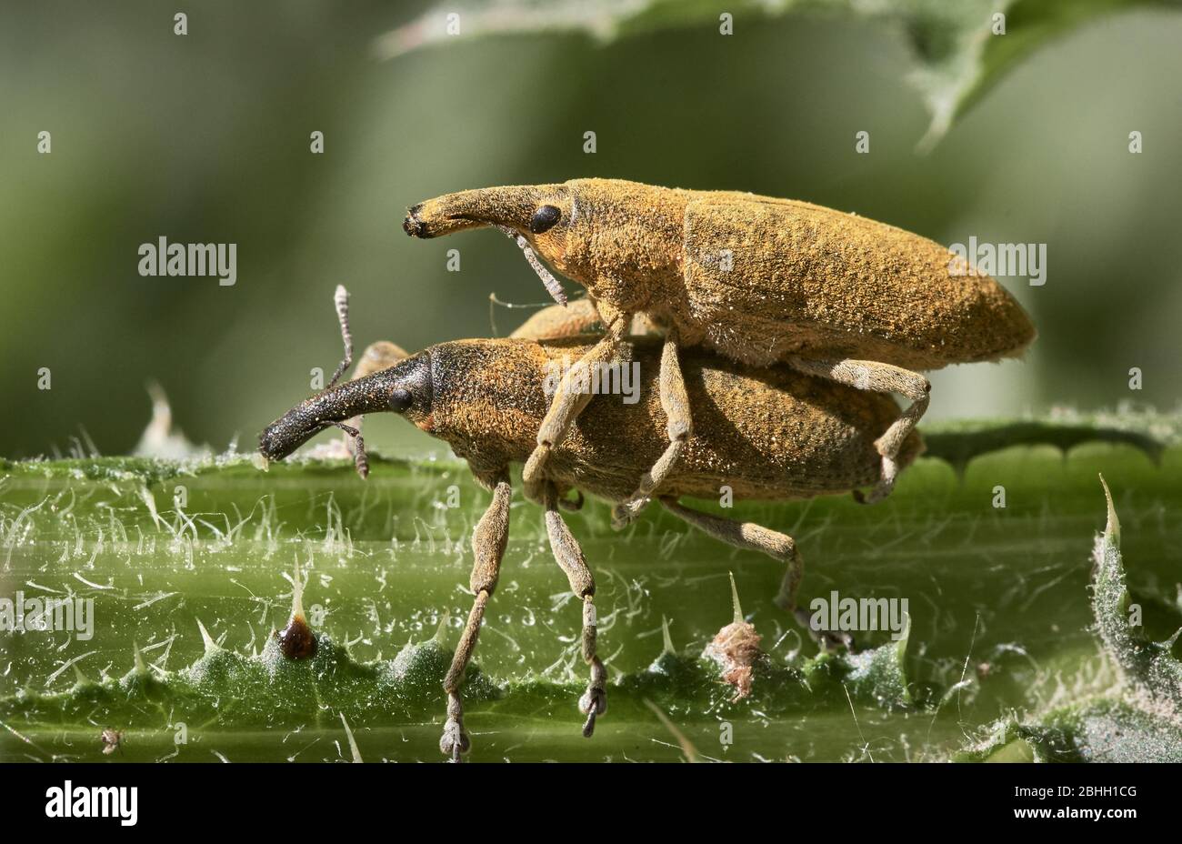 Zwei lange Schnauzenkäfer, die sich in der Natur auf grünen Stiel verpaaren. Makro-Foto von gelber Curculionoidea Stockfoto