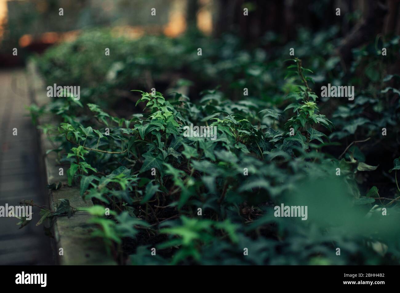 Viele grüne Efeublätter, die im Frühjahr Baumstämme und Erde in einen grünen botanischen Garten hüllen. Vorlage für Design. Kopierbereich. Stockfoto