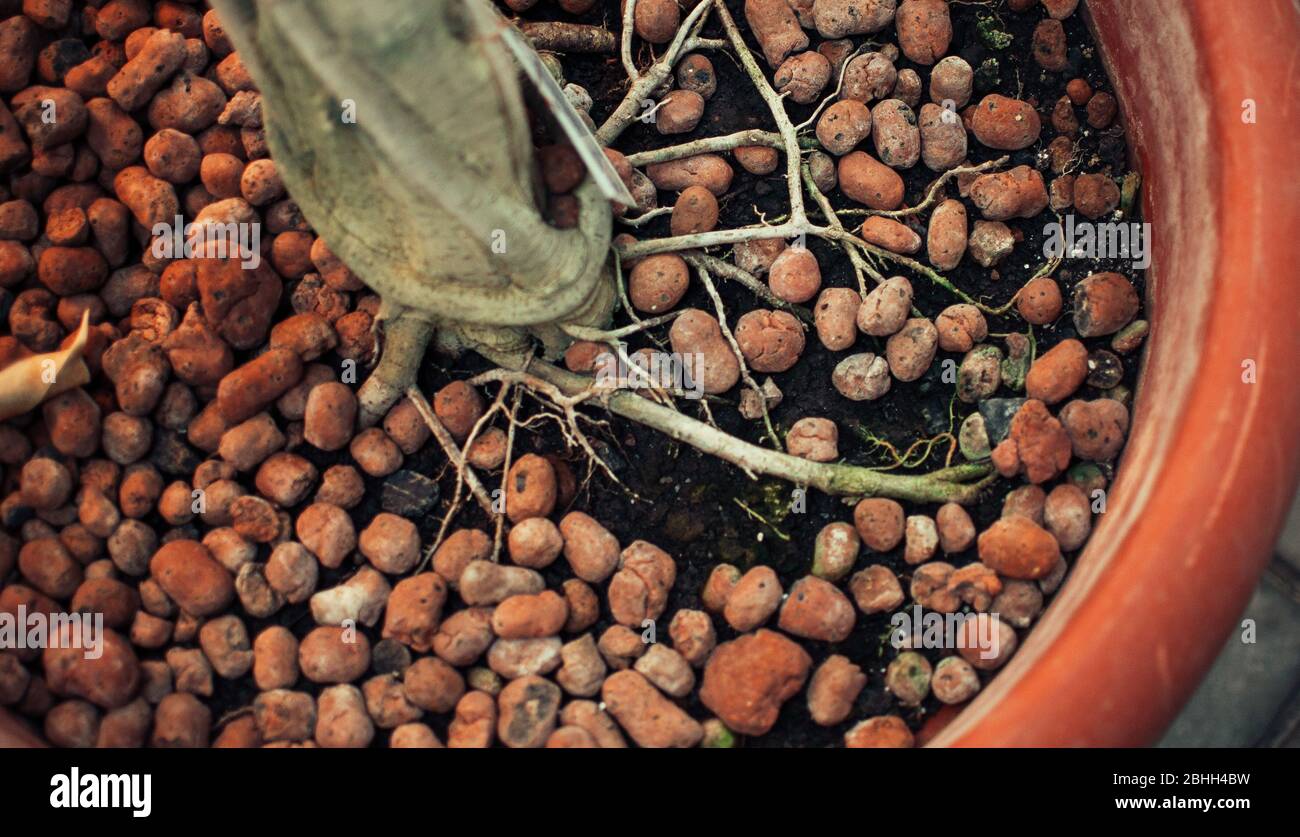 Selbst gewachsene Pflanze mit gut gewachsenen Wurzeln in expandiertem Tongranulat, das in passiven Hemihydroponics angebaut wird. Die Wurzeln des Baumes sind mit ausgebreiteten bedeckt Stockfoto