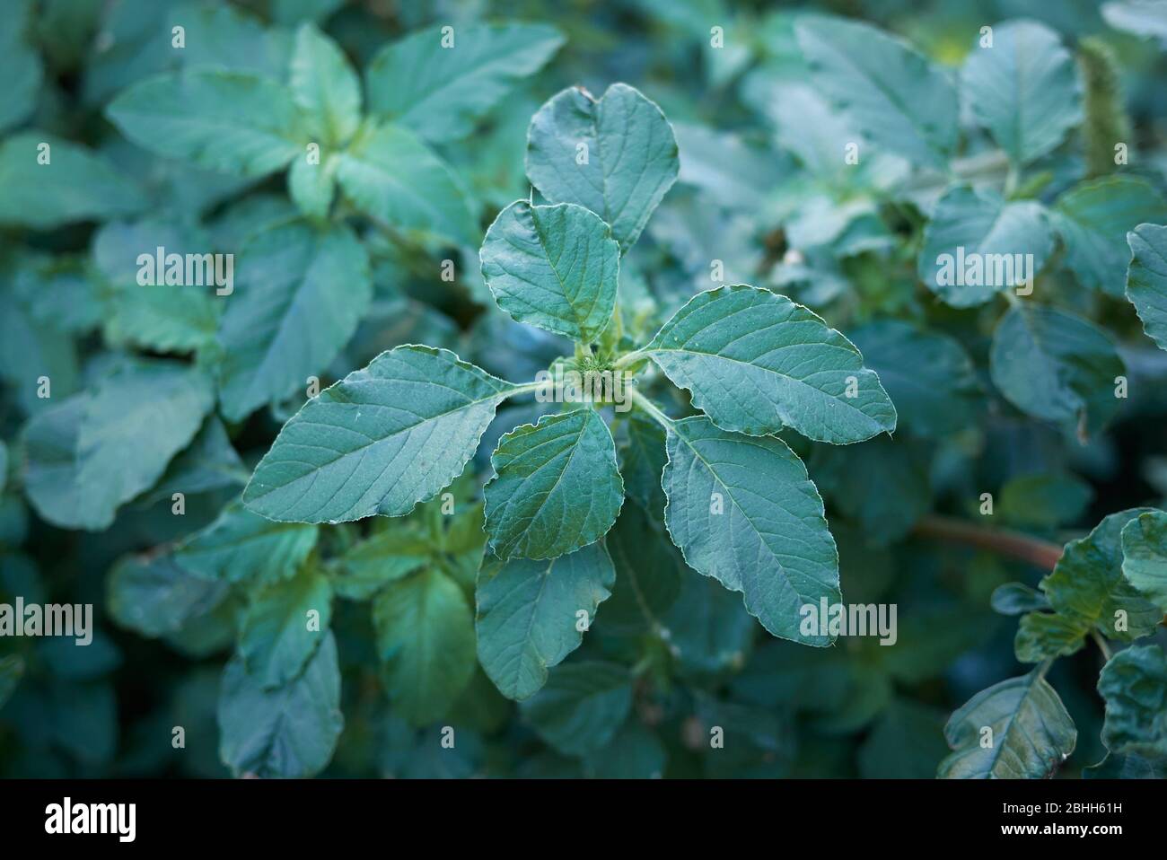 Pigweed amaranth Fotos und Bildmaterial in hoher Auflösung Alamy