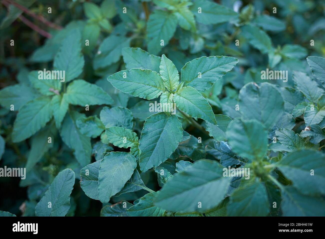 Amaranthus Retroflexus Pflanzen in Blüte Stockfoto