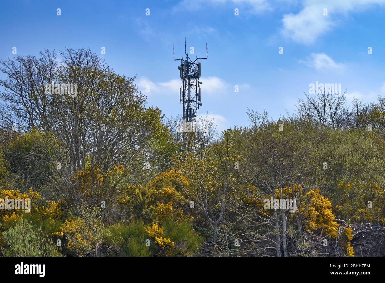 HANDYTURM ODER MAST MIT GELBEN GORSE-BLÜTEN IM FRÜHJAHR Stockfoto