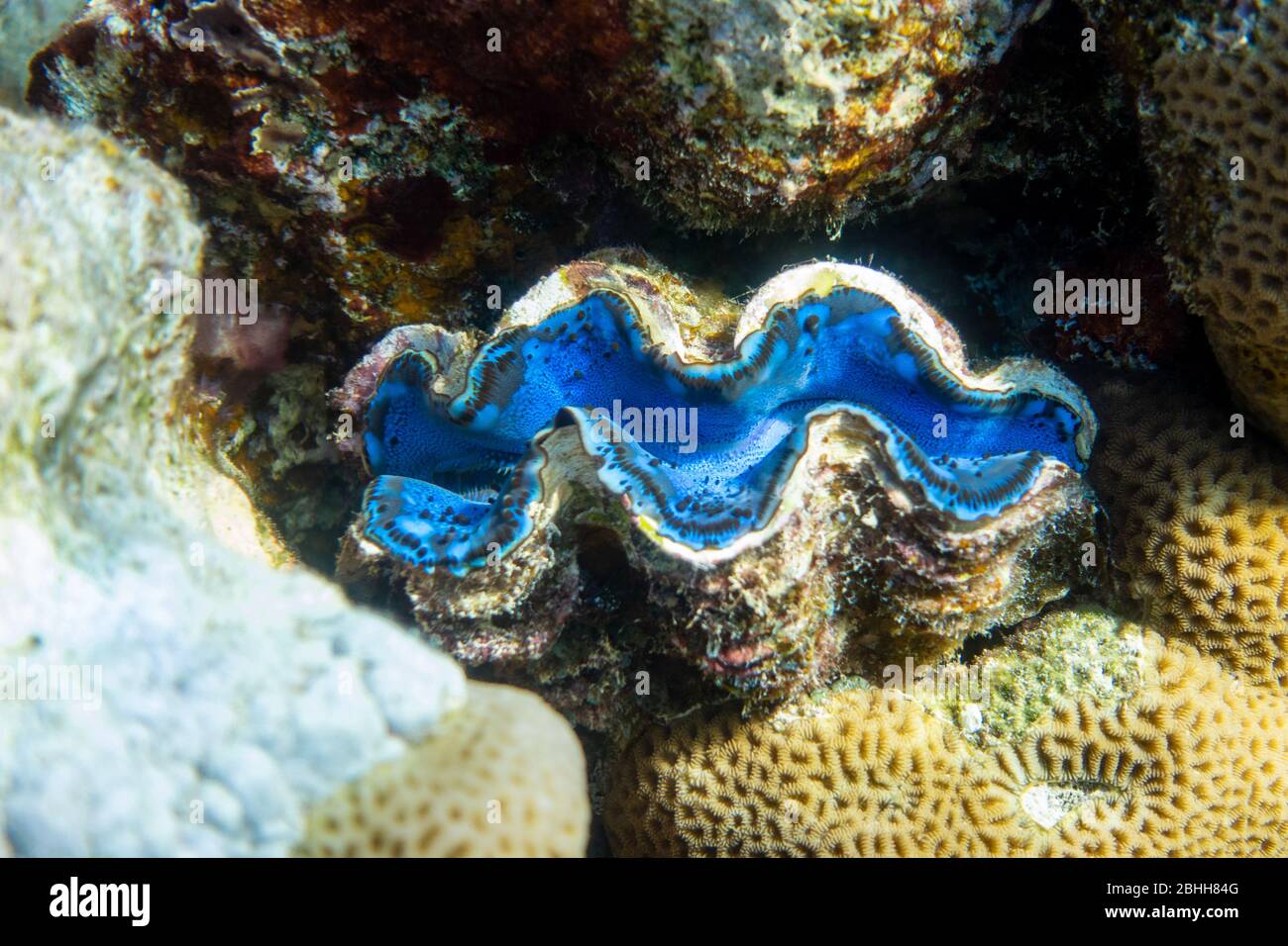 Riesentridacna, Salzwasser-Muscheln Im Korallenriff, Rotes Meer. Marine Muscheln Blaue Muscheln, Große Muscheln. Erstaunlich Unterwasser Gefährliche Tier. Stockfoto