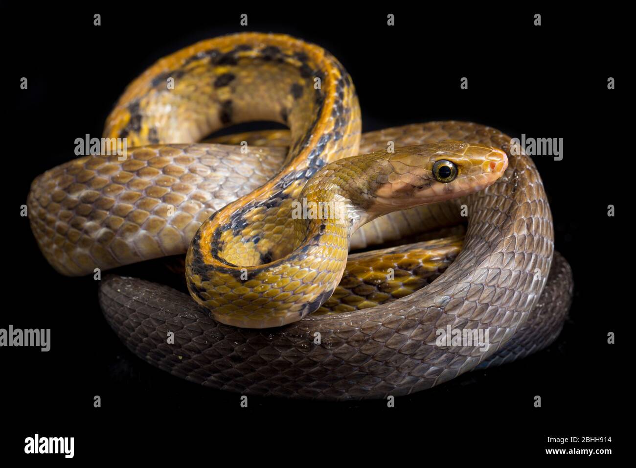 Coelognathus flavolineatus, die schwarze kupferne Rattennatter oder gelb gestreifte Schlange, isoliert auf schwarzem Hintergrund Stockfoto