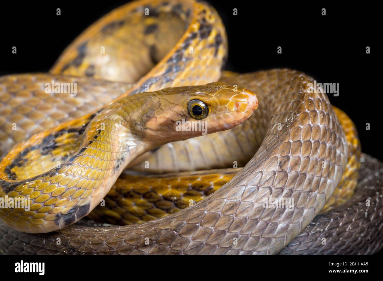 Coelognathus flavolineatus, die schwarze kupferne Rattennatter oder gelb gestreifte Schlange, isoliert auf schwarzem Hintergrund Stockfoto