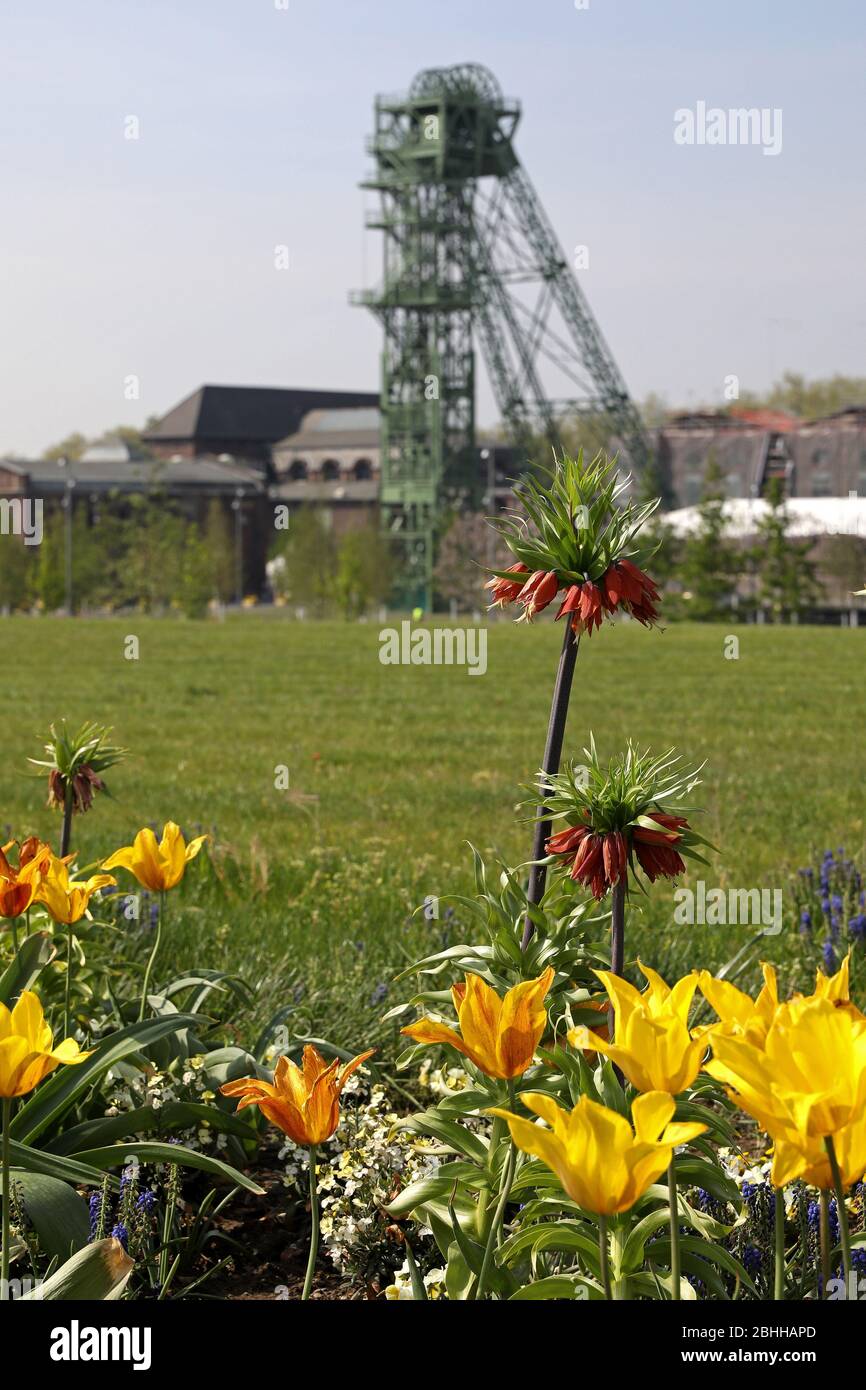firo. 24. April 2020 Landesgartenschau im Kamp-Lintfort NRW, Nordrhein-Westfalen, wird am 5. Mai 2020 die Laga offiziell eröffnet. Am 24. April 2020 gab es natürlich eine kleine Voreröffnung für Besucher mit mehr als 8000 Spaziergängern, die den Kollienpark unter Beachtung der Corona-Regel erkunden. Aû IST EIN großes Kompliment an die Wanderer, die unsere Regeln absolut gewissenhaft befolgt haben.' Mit Hilfe von Einbahnstafeln, Schranken und Lautsprecherdurchsagen wurden die Wanderer auf einer markierten Route durch den Park geführt. Weltweit verwendet Stockfoto