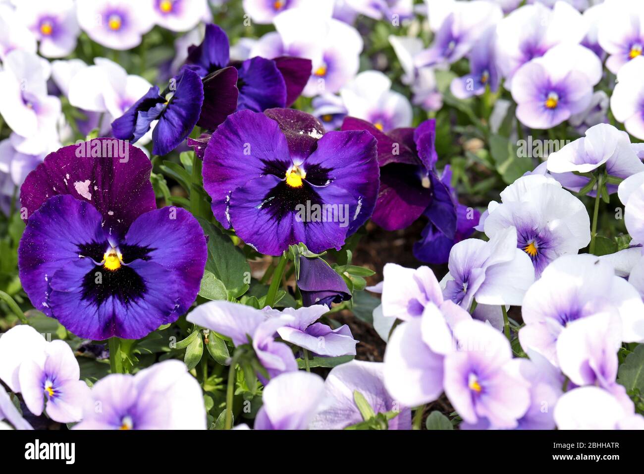 firo. 24. April 2020 Landesgartenschau in Kamp-Lintfort NRW, Nordrhein-Westfalen, Blumen, Stiefmutter am 5. Mai 2020 wird die Laga offiziell eröffnet. Am 24. April 2020 gab es natürlich eine kleine Voreröffnung für Besucher mit mehr als 8000 Spaziergängern, die den Kollienpark unter Beachtung der Corona-Regel erkunden. Aû IST EIN großes Kompliment an die Wanderer, die unsere Regeln absolut gewissenhaft befolgt haben.' Mit Hilfe von Einbahnstafeln, Schranken und Lautsprecherdurchsagen wurden die Wanderer auf einer markierten Route durch den Park geführt. Weltweit verwendet Stockfoto