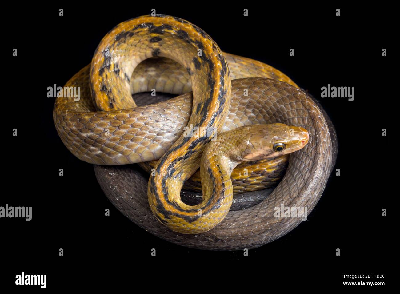 Coelognathus flavolineatus, die schwarze kupferne Rattennatter oder gelb gestreifte Schlange, isoliert auf schwarzem Hintergrund Stockfoto