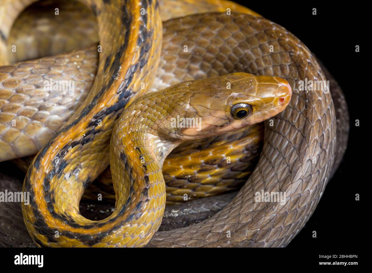 Coelognathus flavolineatus, die schwarze kupferne Rattennatter oder gelb gestreifte Schlange, isoliert auf schwarzem Hintergrund Stockfoto