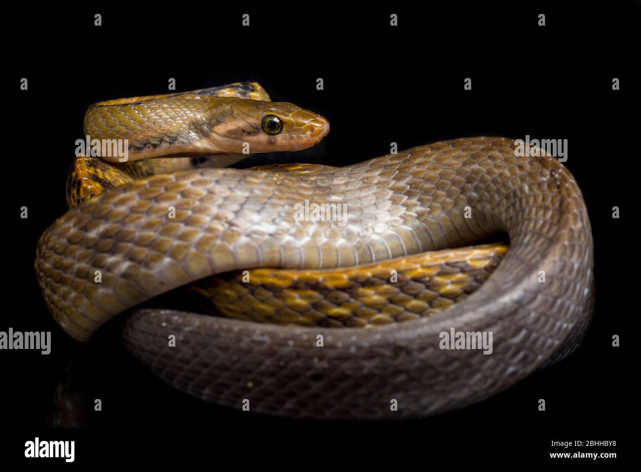 Coelognathus flavolineatus, die schwarze kupferne Rattennatter oder gelb gestreifte Schlange, isoliert auf schwarzem Hintergrund Stockfoto