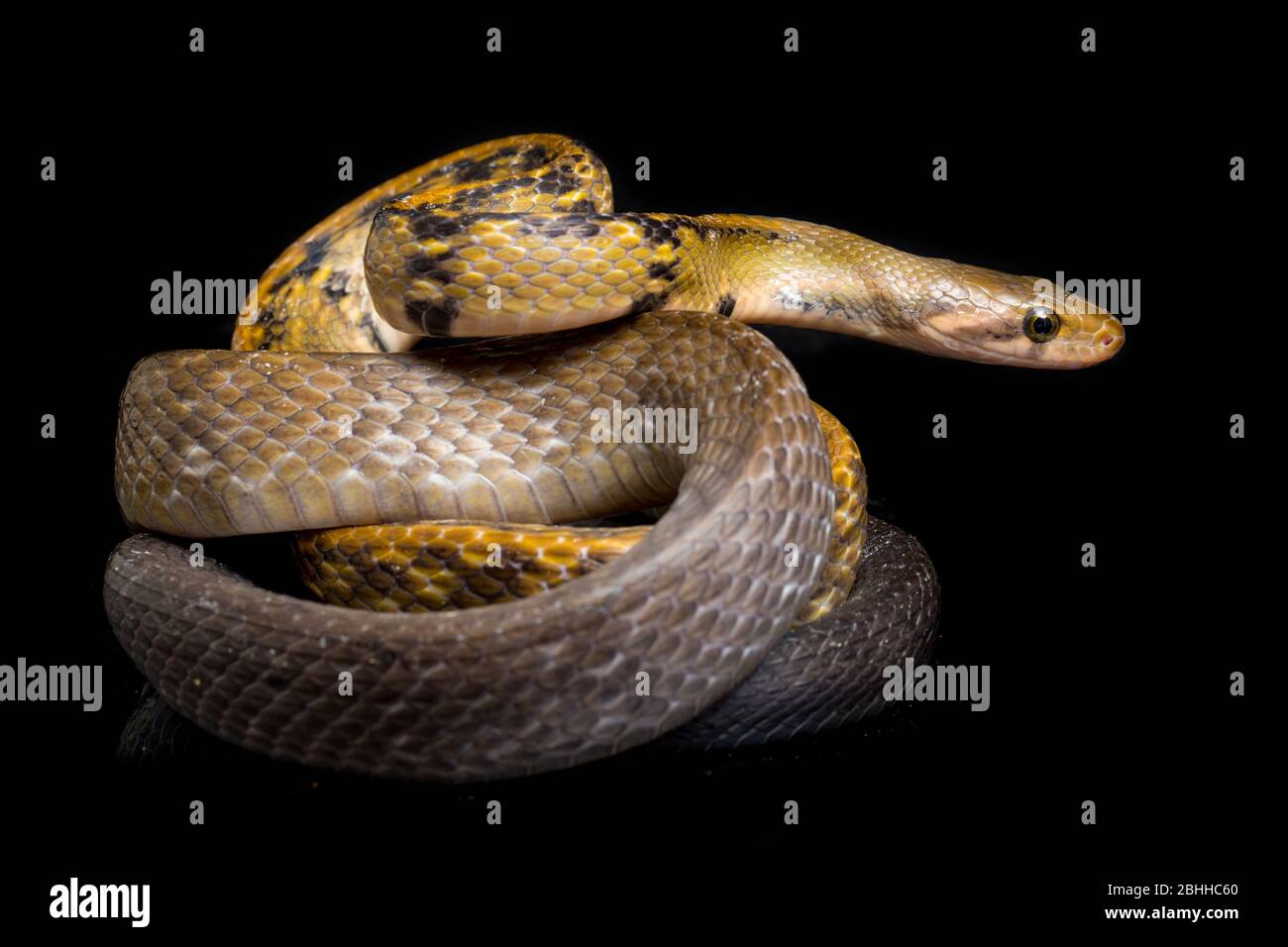 Coelognathus flavolineatus, die schwarze kupferne Rattennatter oder gelb gestreifte Schlange, isoliert auf schwarzem Hintergrund Stockfoto