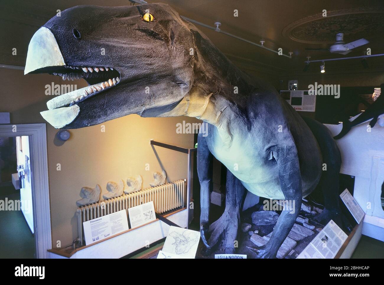 'Emily der Dinosaurier' Iguanodon Ausstellung im ehemaligen Cumberland House. Naturwissenschaftliches Museum & Aquarium. Jetzt Cumberland House Natural History Museum, Portsmouth, Hampshire, England, Großbritannien. Circa1987 Stockfoto