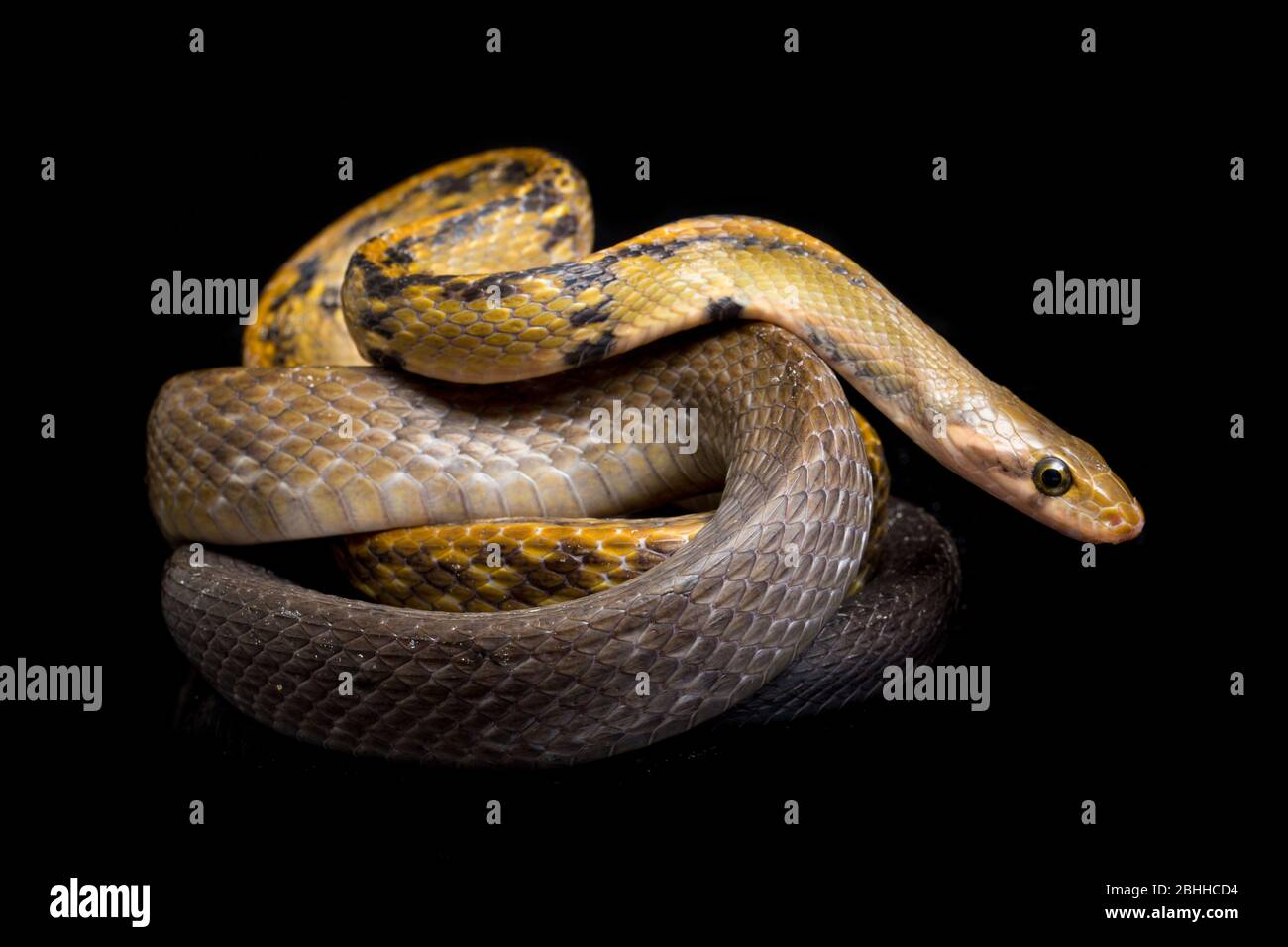 Coelognathus flavolineatus, die schwarze kupferne Rattennatter oder gelb gestreifte Schlange, isoliert auf schwarzem Hintergrund Stockfoto