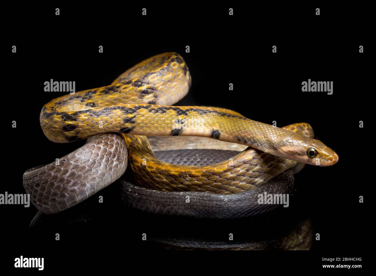 Coelognathus flavolineatus, die schwarze kupferne Rattennatter oder gelb gestreifte Schlange, isoliert auf schwarzem Hintergrund Stockfoto
