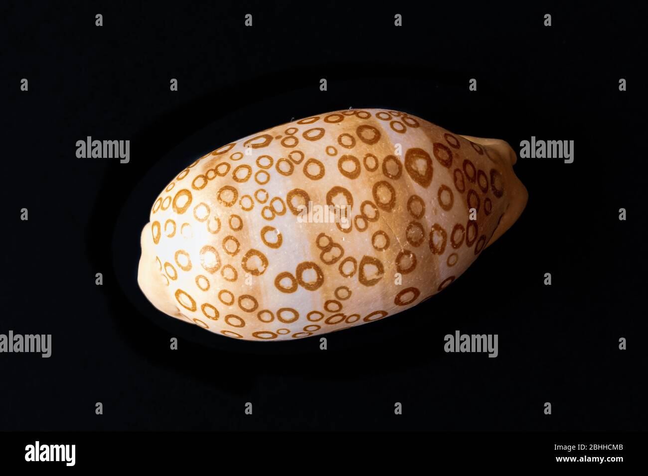 Ayed Cowrie Muschel. Cypraea Argus Linne. Pazifik-Küste Stockfoto
