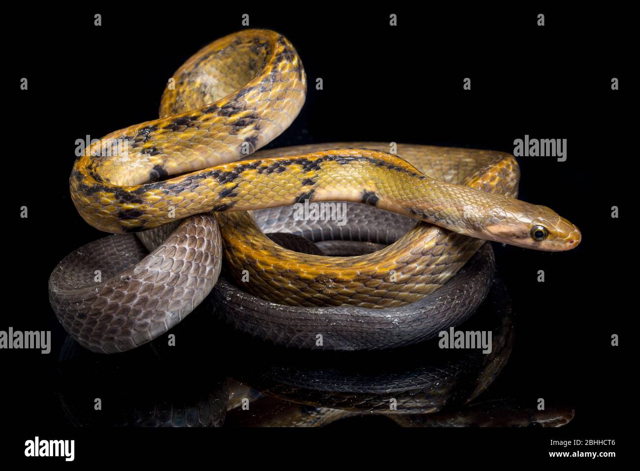 Coelognathus flavolineatus, die schwarze kupferne Rattennatter oder gelb gestreifte Schlange, isoliert auf schwarzem Hintergrund Stockfoto