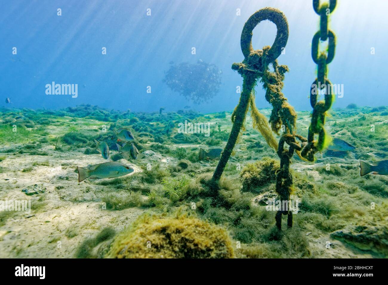 Eine kleine Schule von Mangrove Snappers (lutjanus griseus) schwimmt in der Nähe eines untergetauchten Ankers und einer Kette, da sich in der Ferne eine viel größere Schule versammelt. Stockfoto