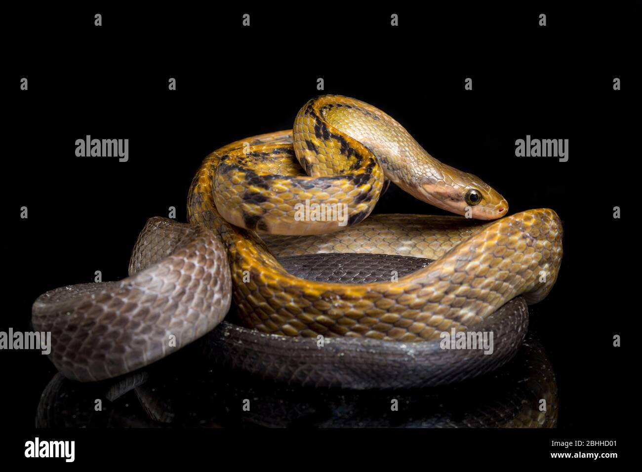 Coelognathus flavolineatus, die schwarze kupferne Rattennatter oder gelb gestreifte Schlange, isoliert auf schwarzem Hintergrund Stockfoto