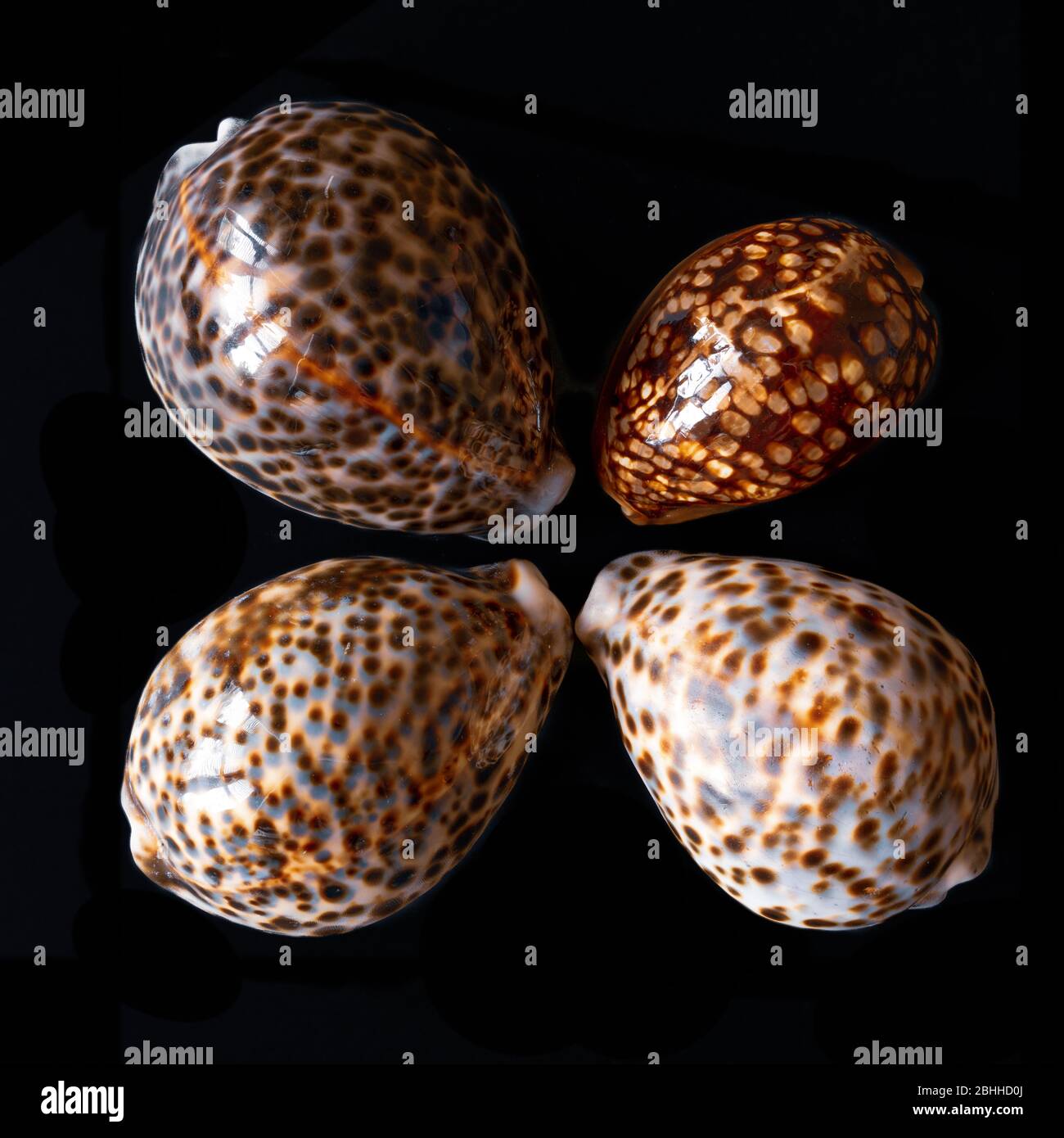 Tiger Cowrie Seashells. Cypraea Tigris Linne. Tropische Meereskügelchen Stockfoto
