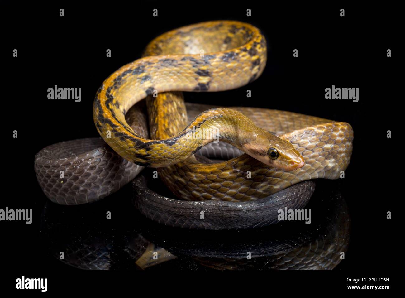 Coelognathus flavolineatus, die schwarze kupferne Rattennatter oder gelb gestreifte Schlange, isoliert auf schwarzem Hintergrund Stockfoto