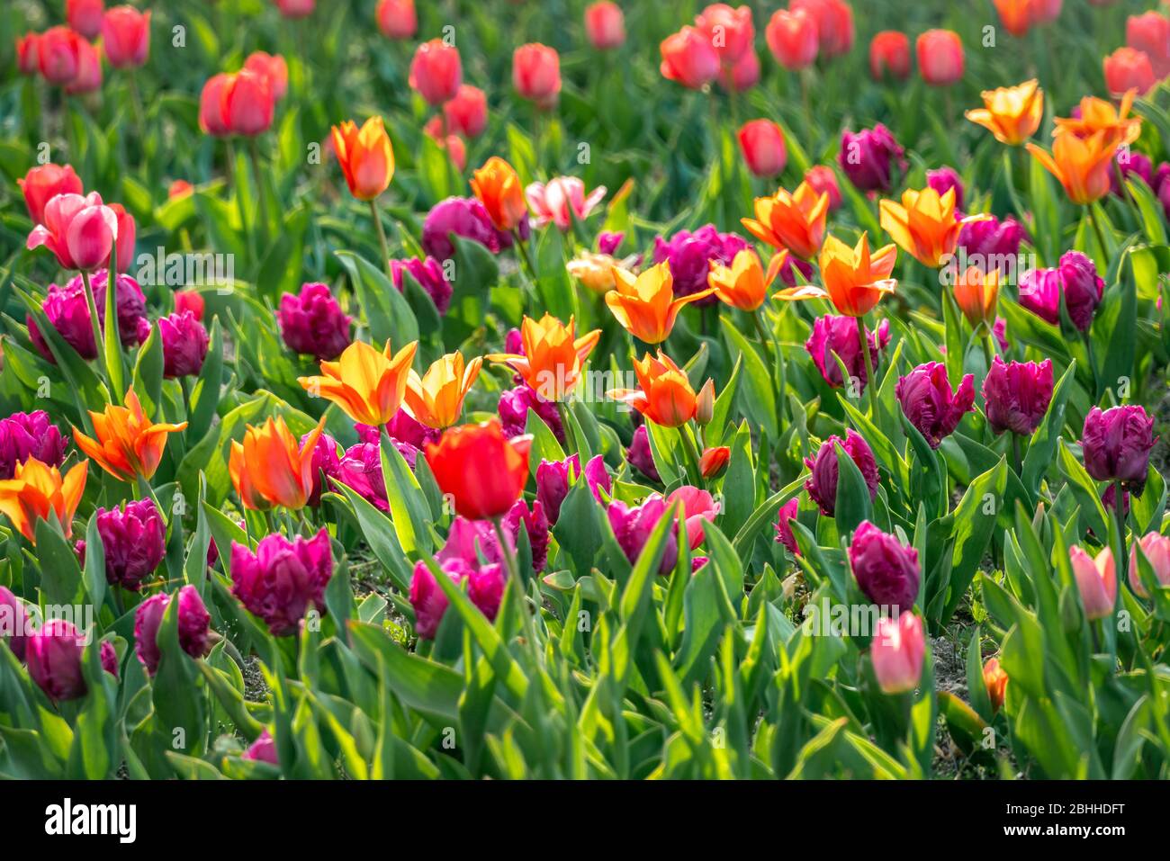 Schönes mehrfarbiges Blumenbeet mit lila, roten und gelben Tulpen in strahlendem Sonnenschein Stockfoto