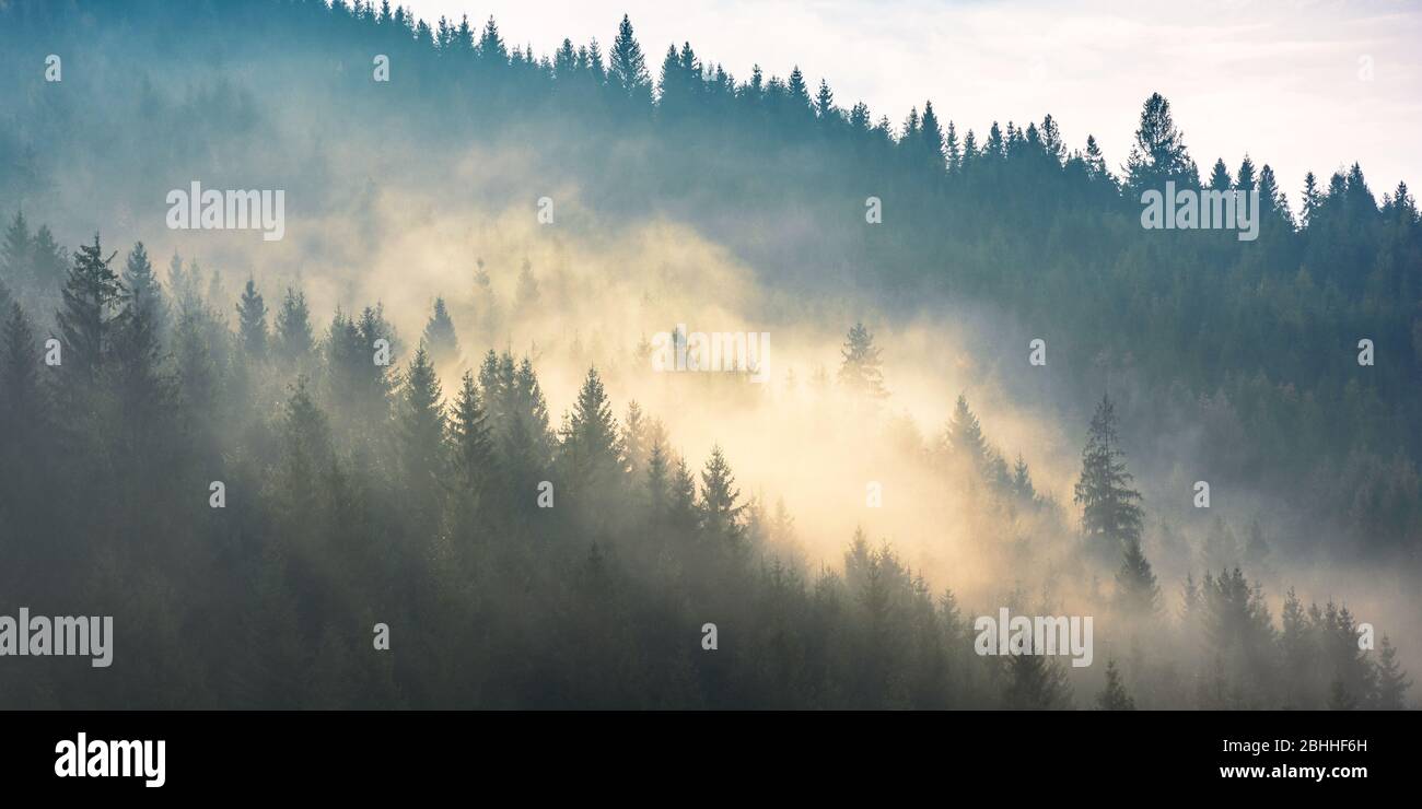 Nebel über dem Wald auf dem Hügel. Geheimnisvolles nebeliges Wetter am Morgen. Fantastische Berglandschaft Stockfoto
